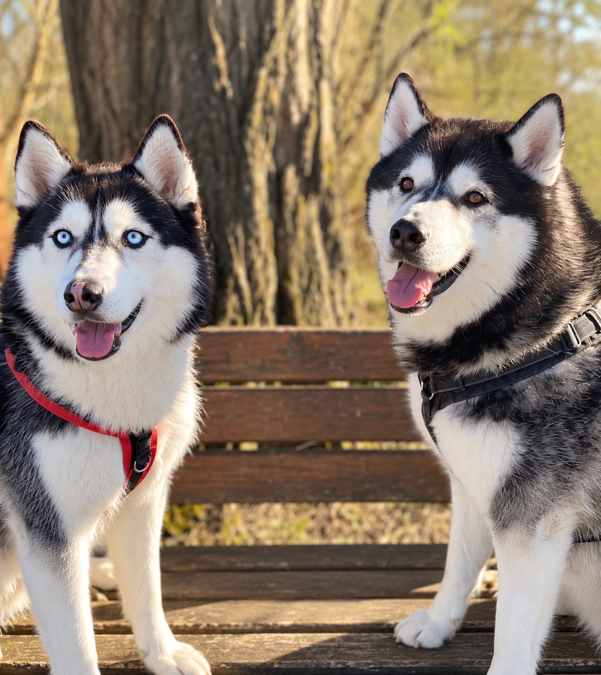 Zwei Huskys sitzen aufmerksam im warmen Sonnenlicht